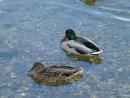 Hungry Ducks ScreenSaver screenshot